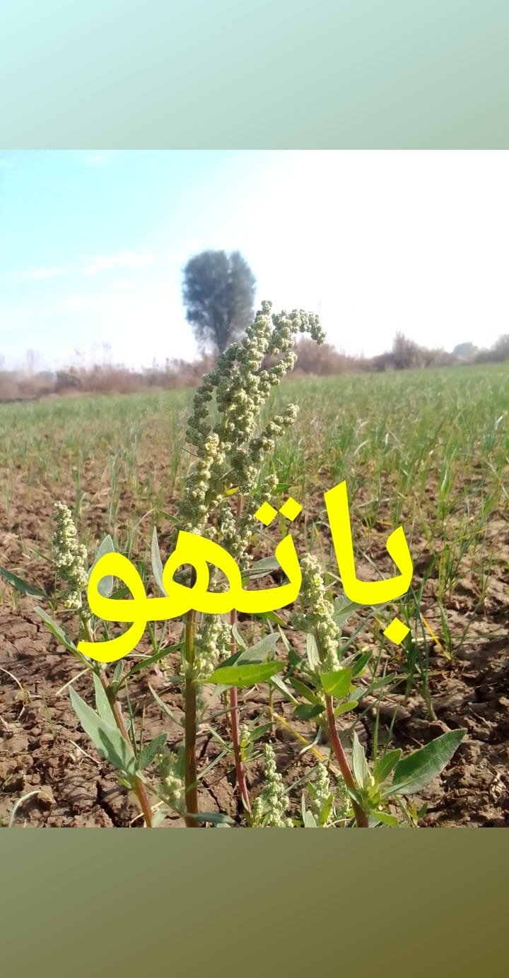 BAATHU