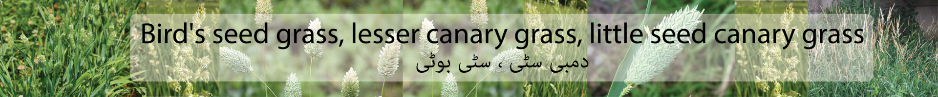 Bird's seed grass, lesser canary grass, little seed canary grass / Ø¯Ù…Ø¨ÛŒ Ø³Ù¹ÛŒ ØŒ Ø³Ù¹ÛŒ Ø¨ÙˆÙ¹ÛŒ