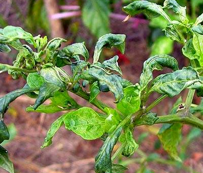 Cotton Thrips / کاٹن تھرپس