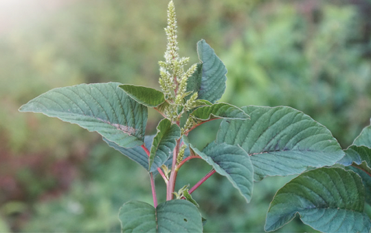 green amaranth / Ø¬Ù†Ú¯Ù„ÛŒ Ú†ÙˆÙ„Ø§Ø¦ÛŒ