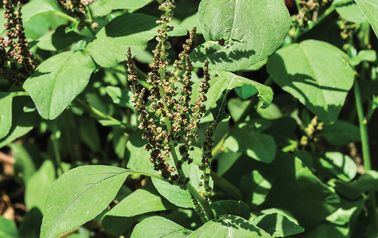 green amaranth / Ø¬Ù†Ú¯Ù„ÛŒ Ú†ÙˆÙ„Ø§Ø¦ÛŒ