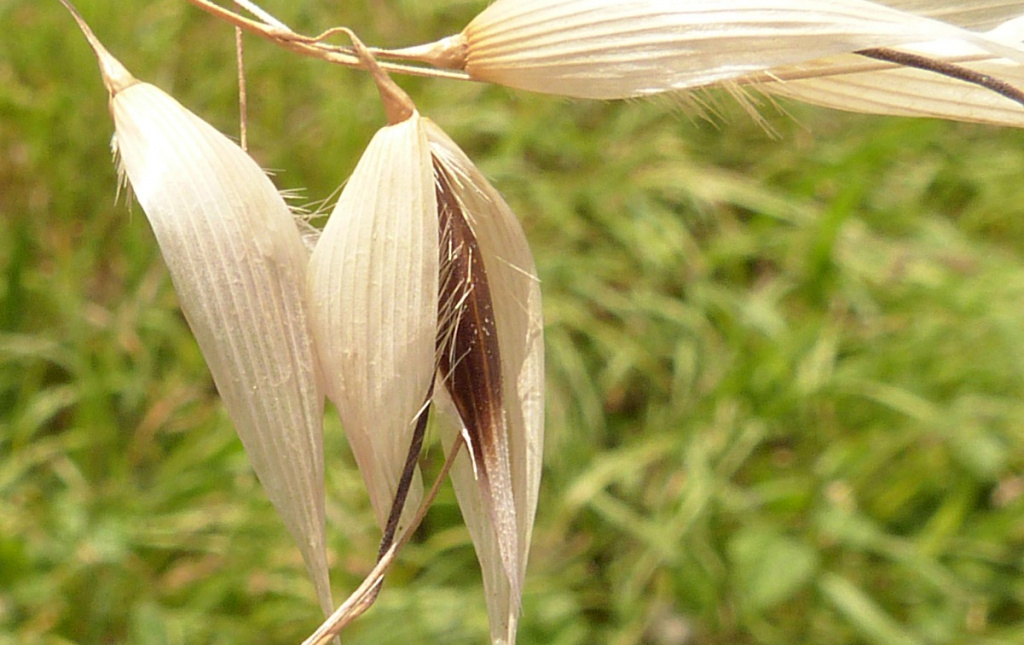 Common wild oats / Ø¬ÙˆØ¯Ø±ÛŒ