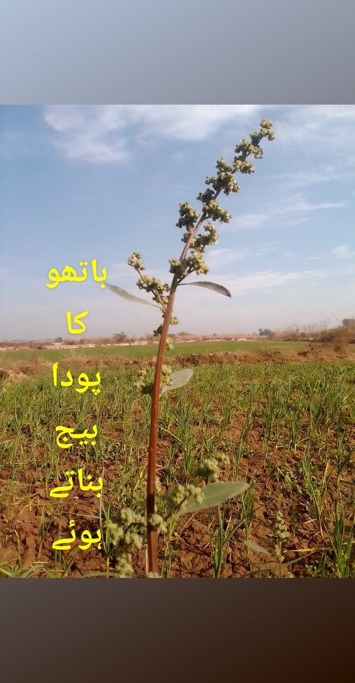 BAATHU