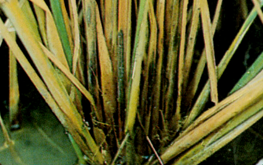 Stem Rot in Rice