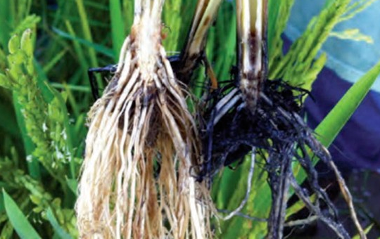 Stem Rot in Rice