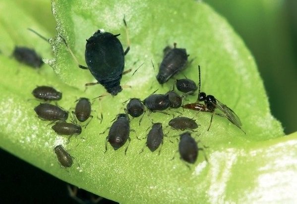 (Aphid) افڈ