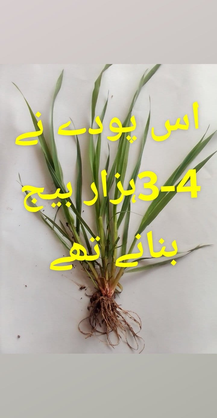 DUMBI SITTI  ----  JAWAI