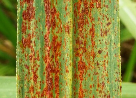 Sugar Cane Rust