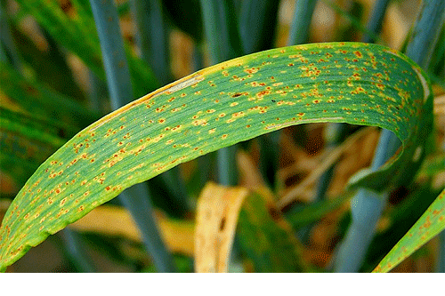 Sugar Cane Rust