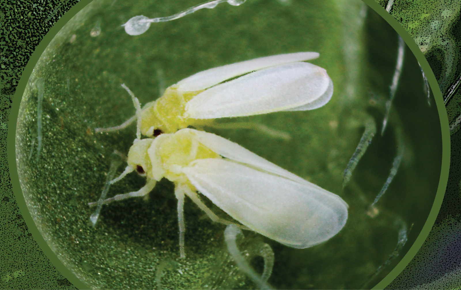 (Whitefly) سفید مکھی