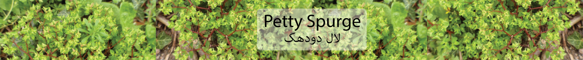 Petty Spurge / Ù„Ø§Ù„ Ø¯ÙˆØ¯Ú¾Ú©