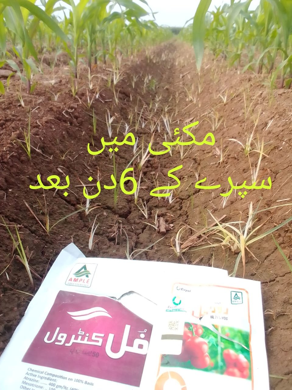 DEELA --- SEDGES