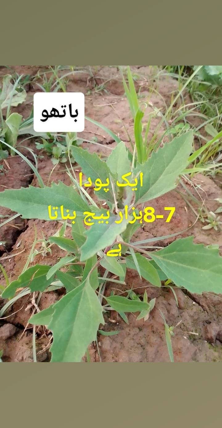 BAATHU