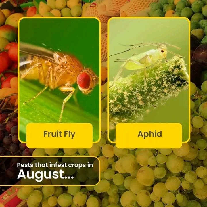 پھل مکھی / Fruit fly