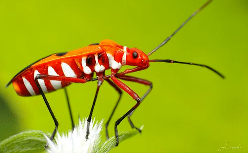 Red Cotton bug / سرخ کپاس کیڑے