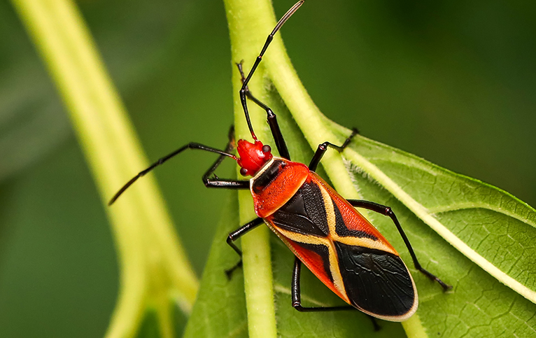 Red Cotton bug / سرخ کپاس کیڑے