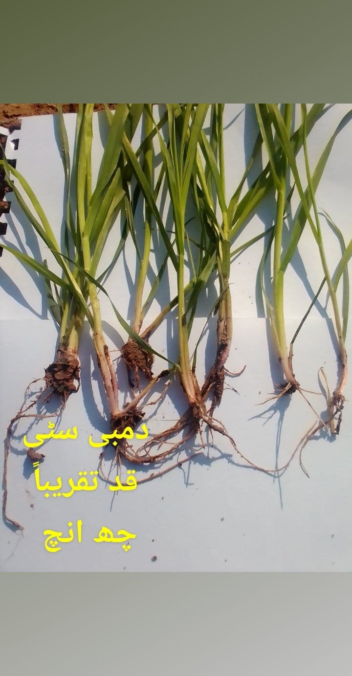 DUMBI SITTI  ----  JAWAI