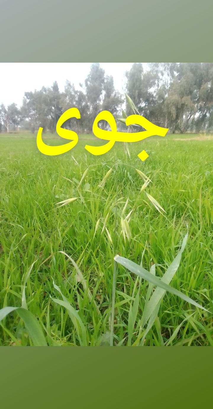 DUMBI SITTI  ----  JAWAI