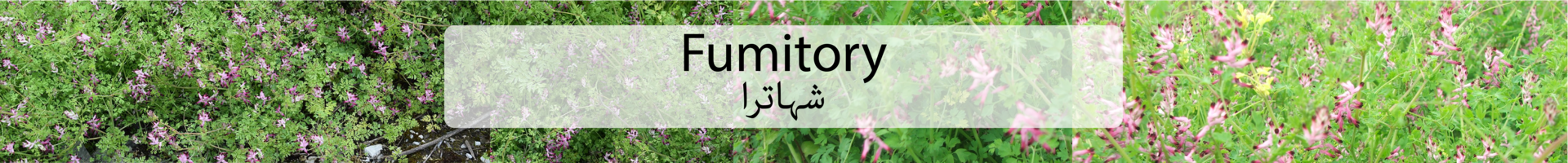 Fumitory / Ø´ÛØ§ØªØ±Ø§