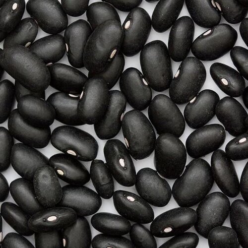 Black Turtle Bush Bean Seeds 1kg Great For Drying Kala Lobia