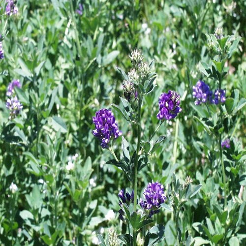 2nd Lucerne 1kg Moon Star Seeds Lucern Green Fodder Loosan ( Alfalfa Seeds ) sabz chara multicut chara