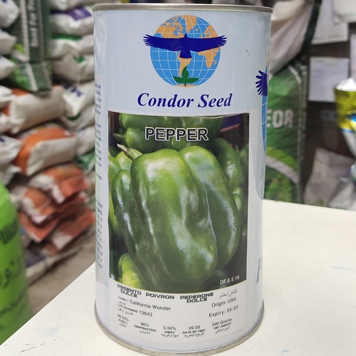  Green Bell Pepper Seeds 200grams Shimla Condor Capsicum