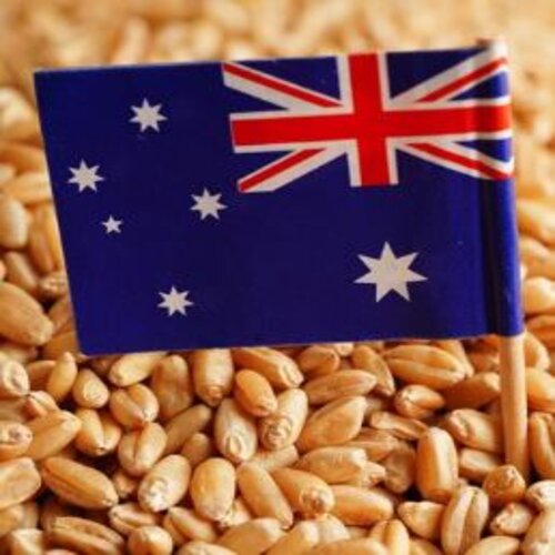 Australian Wheat Seed 5kg For Trials Only Organic Wheat Golden Wheat Seed