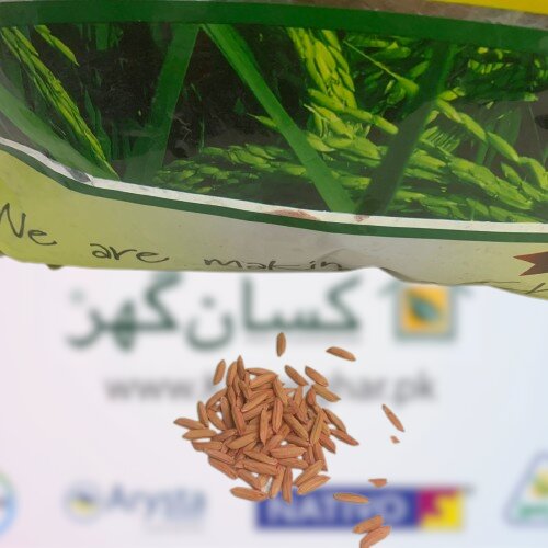 2nd Hybrid Rice 205 F1 5kg Alike 86 Supri White Rachna Seeds Mungi Seed