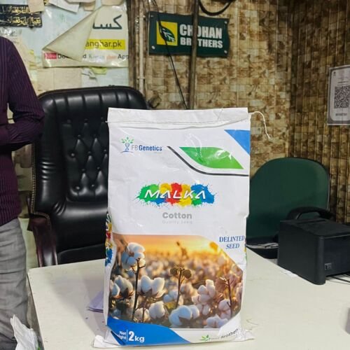 Hataf 3 2kg ( pink free glyphosate free whitefly resistant ) Cotton Seed Best Cotton Variety of Pakistan Kisan Ghar Tarzan Four Brothers Kappas ka beej Hataf 4