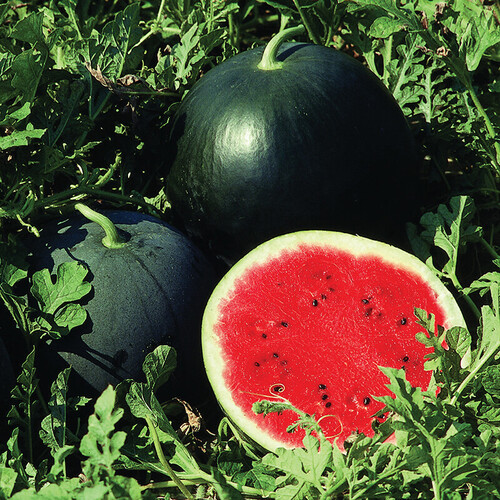2nd Sultan F1 50gm Native Seeds Water Melon Hope Seeds Company Watermelon Seed