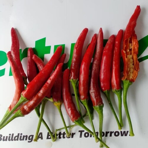 2nd Hhp-091a Hybrid Hot Peper Seed - F1 10g Chili Seed Certus Seed Kanzo Evyol Group