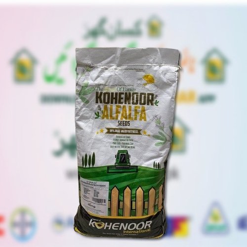 Kohenoor Alfalfa Lucerne Seeds 5kg Sada Bahar best fodder crop of Winter Multicut Fodder Turning Seed into Milk and gold Kohe e noor forages Dairy seeds Perenial Variety Safa Seeds Alfa alfa Noorani Seeds