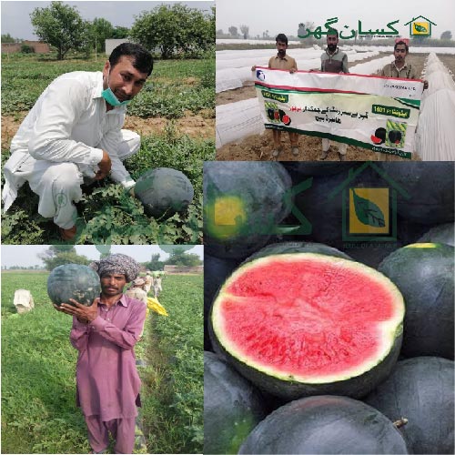2nd 1401 Advanta Hybrid Watermelon Seeds Ici Water Melon Tarbooz