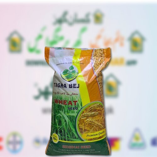 NARC Super Wheat Seed 50kg Tagra Seeds Top Quality Seed Gandum Ka Beej گندم کا بیج Barani Variety Tagra Beej Sidhnai Seeds Corporation