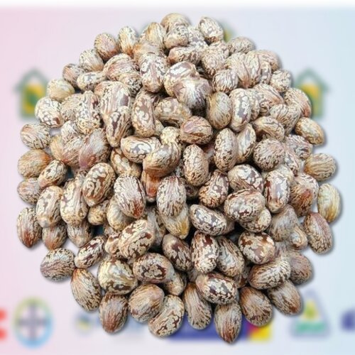 Castor Seeds 20kg Castor Seed, For Industrial Use, for feed use, for oil use best price Arand or Harnoli