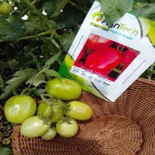 2nd Hybrid Tomato Kashmir F1 2500 Seeds Agri Tech Tomato Seed