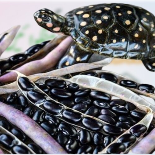 2nd Black Turtle Bush Bean Seeds 1kg Great For Drying Kala Lobia