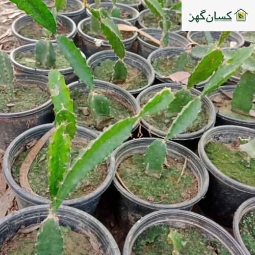 2nd Dragon Fruit Plant Asrali Yellow 3 Plants Dragon Fruit Now Available Best Plant Seller Online