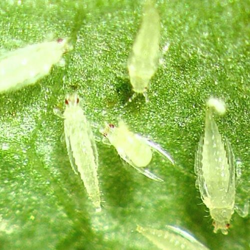 2nd Decode 36% Sc 200ml Chlorfenapyr Ici Pesticides For Thrips