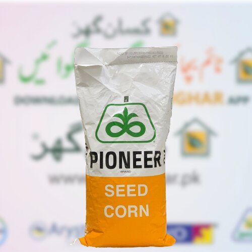 2nd 8022 Hybrid Corn Seed 10kg Pioneer Corteva Maize Seeds موسمی مکئ ہائبرڈ