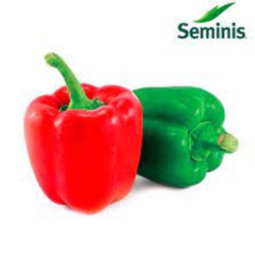 2nd Seminis Aristotle F1 Hybrid Bell Pepper Capsicum Sweet 1000 Seeds 
