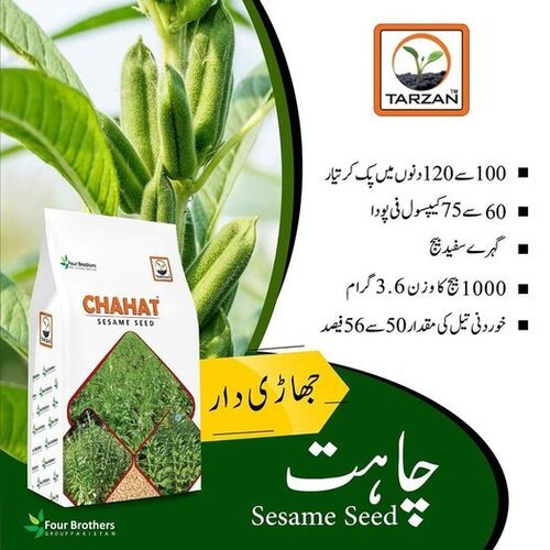 2nd Sesame Seed 2kg Chahat Tarzan Fourbrothers Group Seasame Till Seed Pure Oranic White Sesame Seed Bushi 