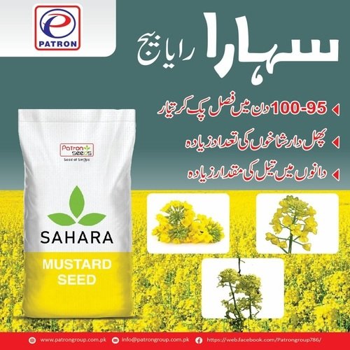 2nd Super Raya 2kg Sahara Super Mustard Seed Sarsoon Beej Seed Toria Rai Seed Nuchem Patron Seeds Oil Crop Sahara Mustard