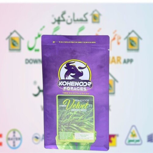 Kohenoor Velvet Grass Seeds 1 Canal Pack Sada Bahar best fodder crop of  Multicut Fodder Turning Seed into Milk and gold Kohe e noor forages Dairy seeds Perenial Variety Safa Seeds