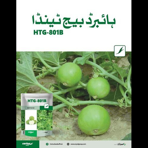 2nd HTG 810B 100GM Hybrid Tinda Seed F1 Certus Seeds Hybrid Apple Gourd 