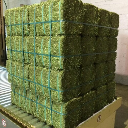 2nd Kohenoor Alfalfa Lucerne Seeds 5kg Sada Bahar best fodder crop of Winter Multicut Fodder Turning Seed into Milk and gold Kohe e noor forages Dairy seeds Perenial Variety Safa Seeds Alfa alfa Noorani Seeds