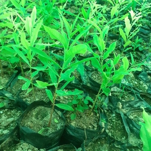 Royal White Sandalwood Plants 10 plants, sandal Desi White Sandal Tree