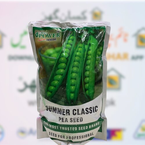 Peas Summer Classic Pak 2kg Distributor Green Power Seeds Matar Beej Pea Seed ( Pencil Type ) مٹر کے بیج کلاسک