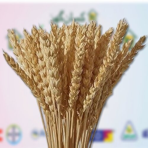 2nd DG09 Wheat seed 5kg Wheat High Yield Potential Variety Of Wheat for basic farming DG 09 Seed