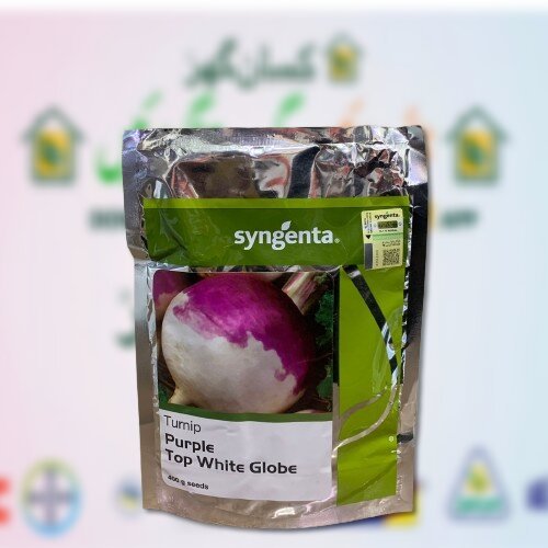 Turnip Purple Top White Globe Super Selection 400GM Syngenta Seeds شلجم